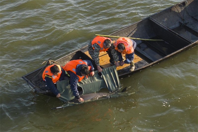 Jiangxi : un plan de déplacement pour la protection du marsouin aptère du Yangtsé sera lancé en 2023 dans le lac Poyang