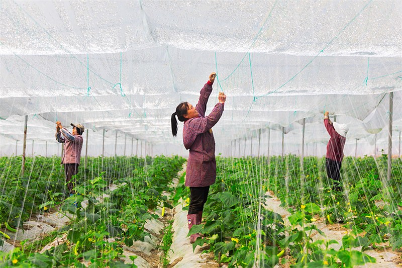 Jiangxi : une agriculture active au début du printemps