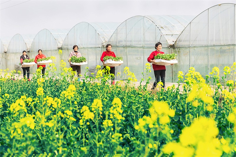 Jiangxi : une agriculture active au début du printemps