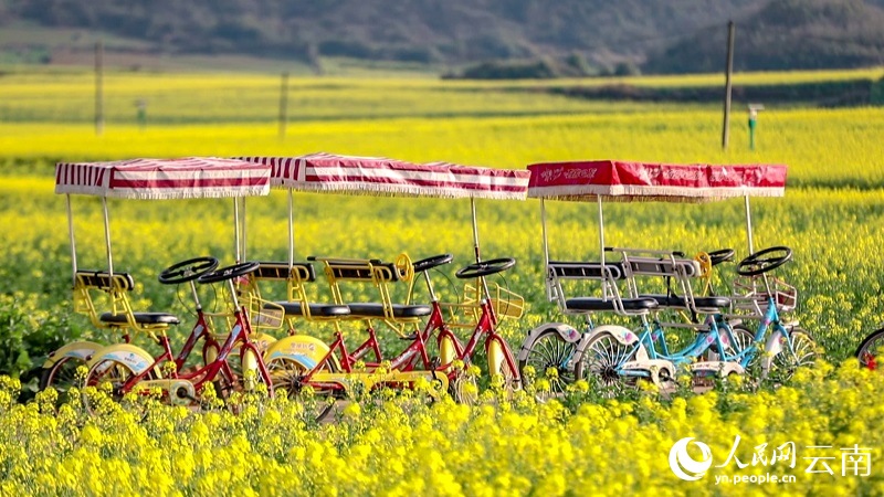 Yunnan : le printemps bat son plein et des millions de mu de fleurs de colza s'épanouissent à Luoping pour accueillir les visiteurs