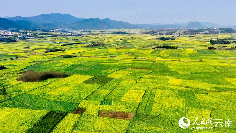 Yunnan : le printemps bat son plein et des millions de mu de fleurs de colza s'épanouissent à Luoping pour accueillir les visiteurs