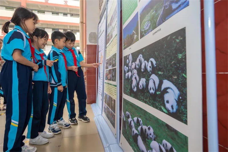 Hainan : première le?on de la rentrée à Haikou, les pandas géants en ligne comme invités