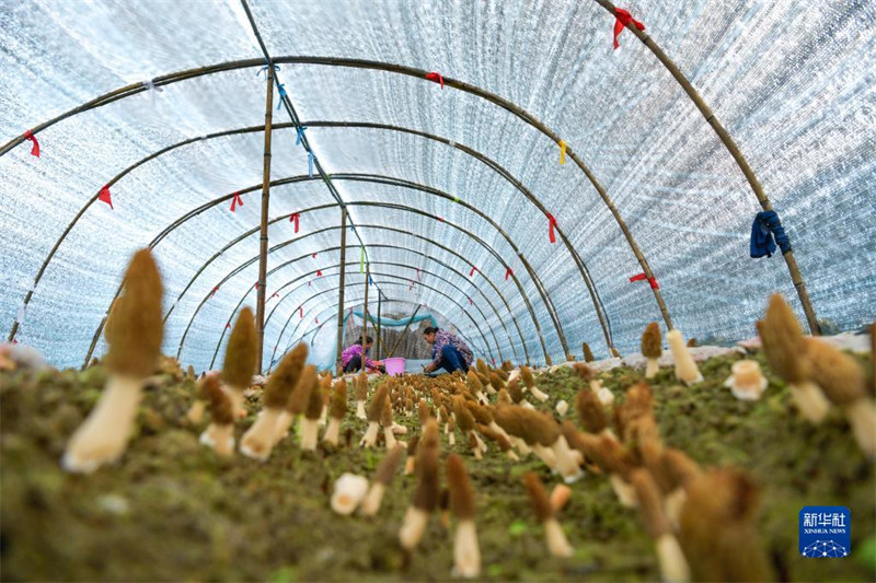 Guizhou : la petite morille engendre une grande industrie à Tianzhu