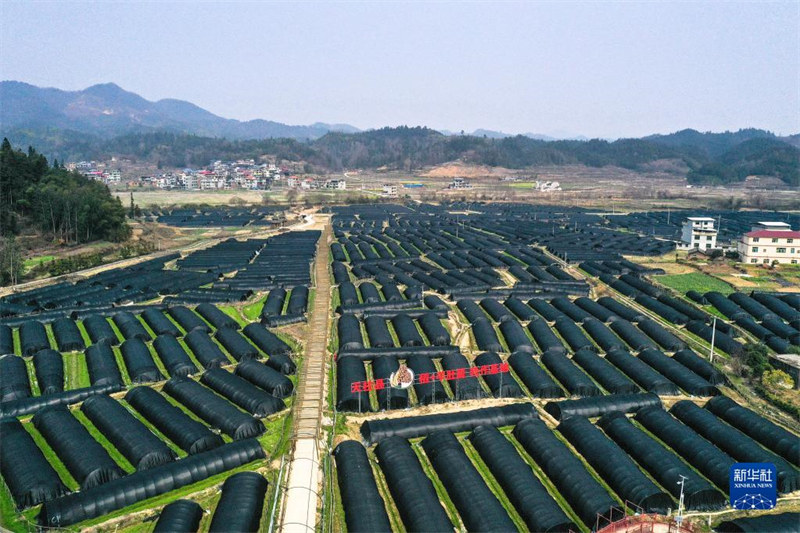 Guizhou : la petite morille engendre une grande industrie à Tianzhu