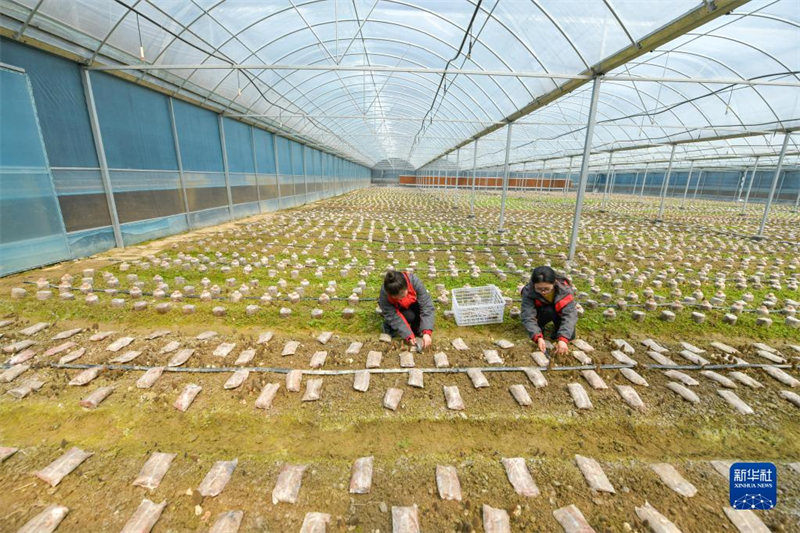 Guizhou : la petite morille engendre une grande industrie à Tianzhu