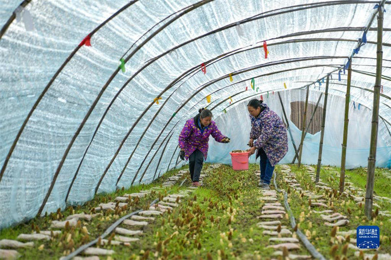 Guizhou : la petite morille engendre une grande industrie à Tianzhu