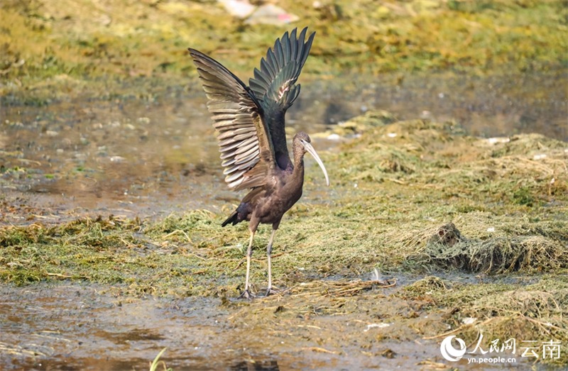 Yunnan : un ibis protégé de classe nationale réappara?t sur le lac Fuxian