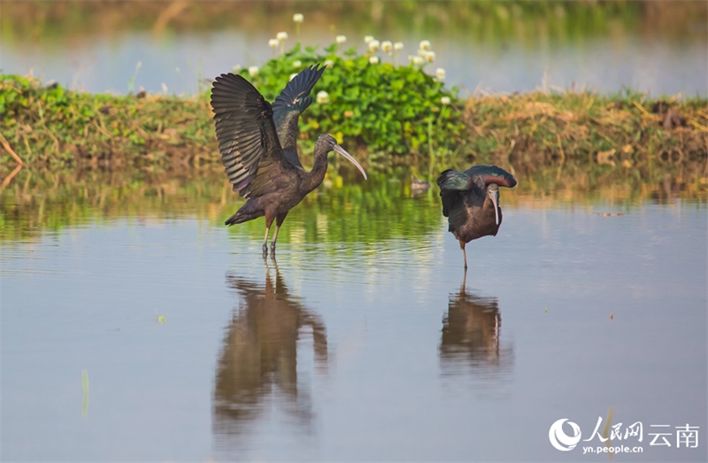 Yunnan : un ibis protégé de classe nationale réappara?t sur le lac Fuxian