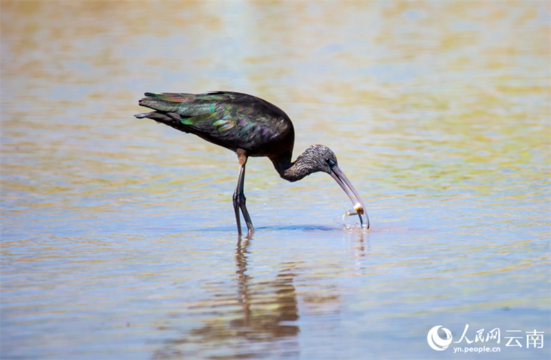 Yunnan : un ibis protégé de classe nationale réappara?t sur le lac Fuxian