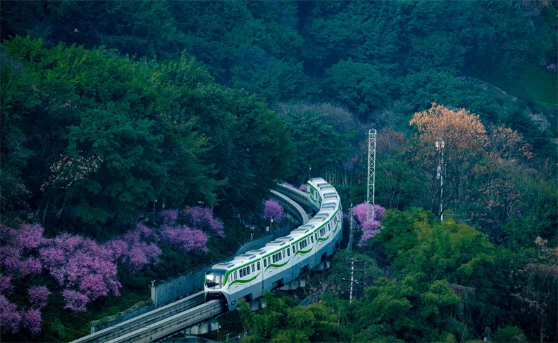 Chongqing : les trains traversent une mer de fleurs