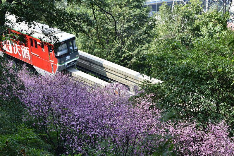 Chongqing : les trains traversent une mer de fleurs