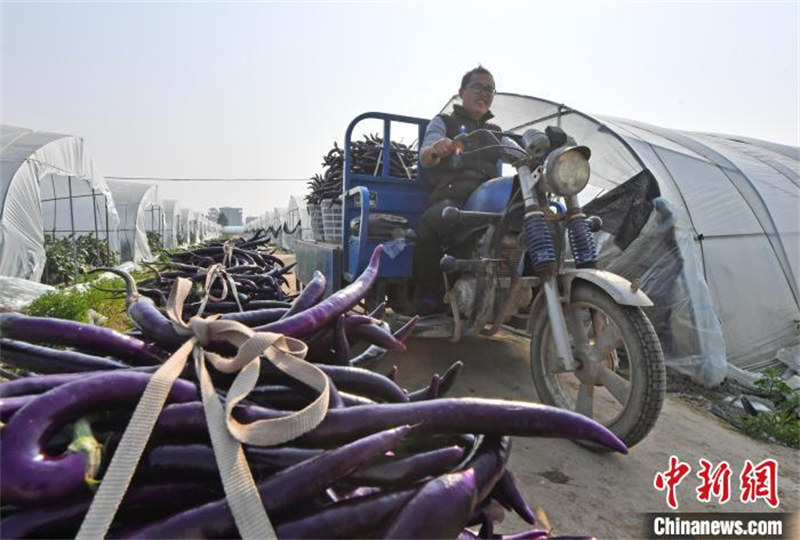 Fujian : les agriculteurs occupés par les travaux dans les serres au printemps