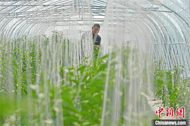 Fujian : les agriculteurs occupés par les travaux dans les serres au printemps