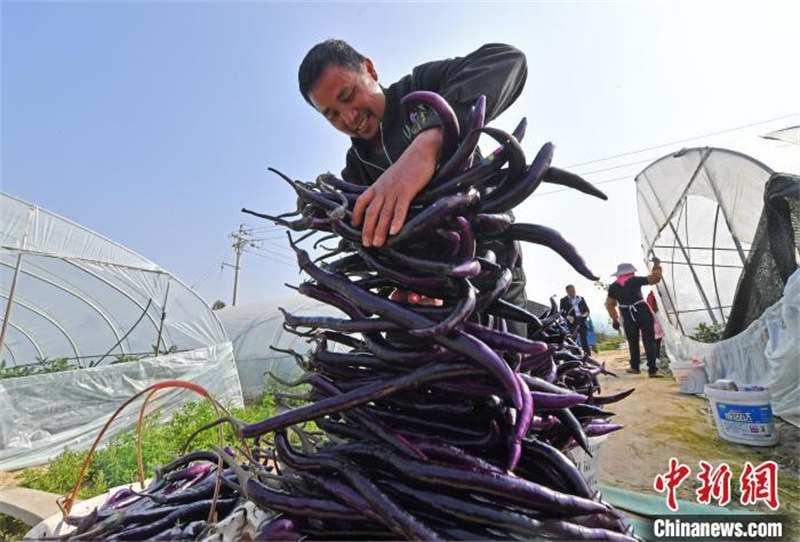 Fujian : les agriculteurs occupés par les travaux dans les serres au printemps