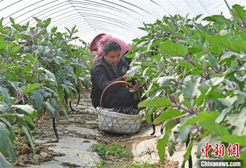 Fujian : les agriculteurs occupés par les travaux dans les serres au printemps