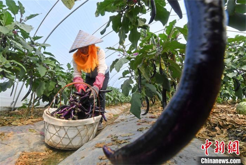 Fujian : les agriculteurs occupés par les travaux dans les serres au printemps