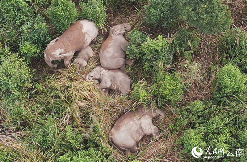 Un moment doux : les ? frères et s?urs ? des éléphants d'Asie s'amusent avant la sieste dans le Yunnan