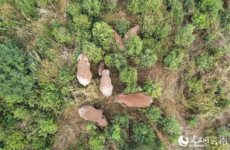 Un moment doux : les ? frères et s?urs ? des éléphants d'Asie s'amusent avant la sieste dans le Yunnan