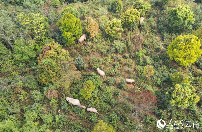 Un moment doux : les ? frères et s?urs ? des éléphants d'Asie s'amusent avant la sieste dans le Yunnan