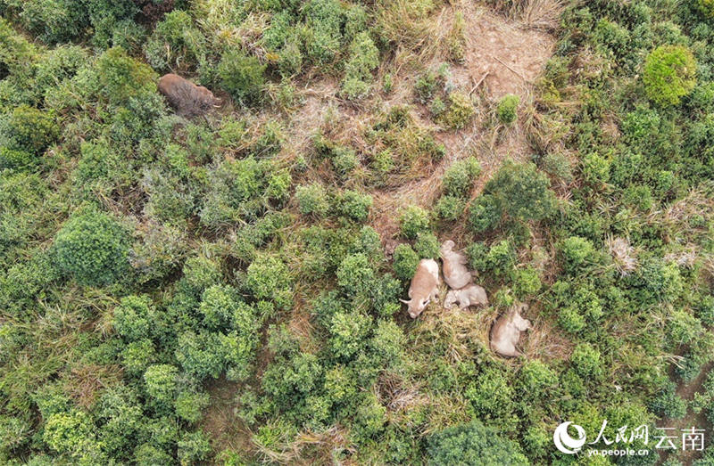 Un moment doux : les ? frères et s?urs ? des éléphants d'Asie s'amusent avant la sieste dans le Yunnan