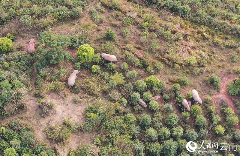 Un moment doux : les ? frères et s?urs ? des éléphants d'Asie s'amusent avant la sieste dans le Yunnan