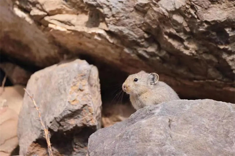 Ningxia : un pika réappara?t dans le Parc forestier national du mont Helan après 6 ans