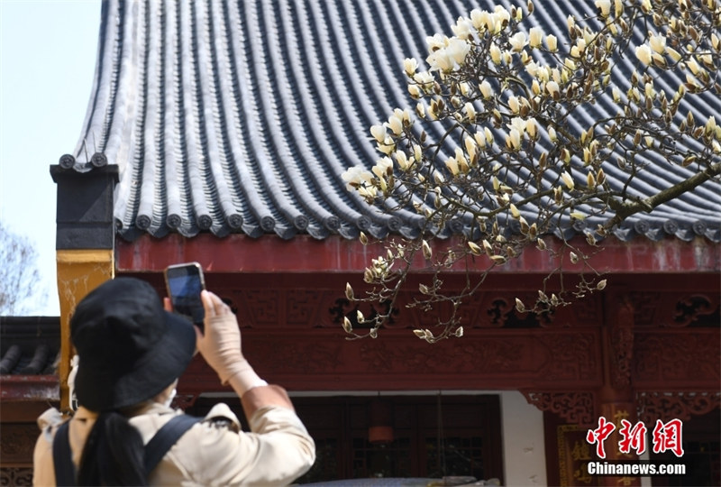 Zhejiang : un magnolia Yulan agé de 500 ans fleurit pour accueillir les visiteurs à Hangzhou