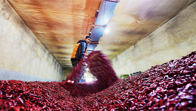 Hebei : les piments rouges stimulent la revitalisation rurale à Dingzhou