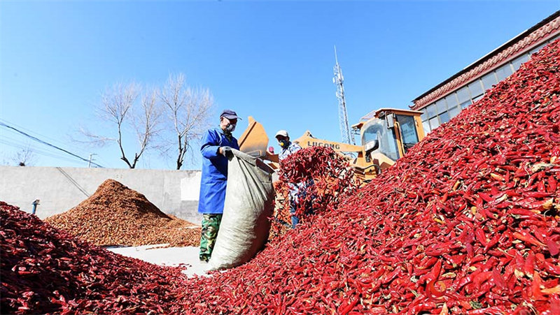 Hebei : les piments rouges stimulent la revitalisation rurale à Dingzhou