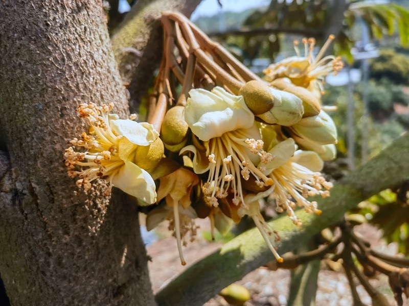 Hainan : le durian de Sanya cultivé avec succès, ses fruits seront disponibles à grande échelle en juin de cette année