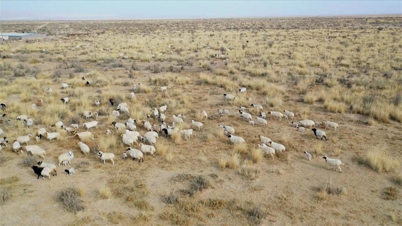 Qinghai : les bergers s'affairent à la production printanière, à l'agnelage et à l'allaitement des ? brebis heureuses ? à Mangya