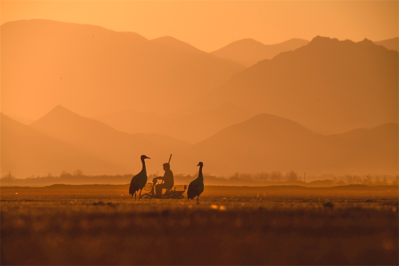 Infographies : le 3e Festival chinois de la photographie et de la vidéo en ligne au Tibet 