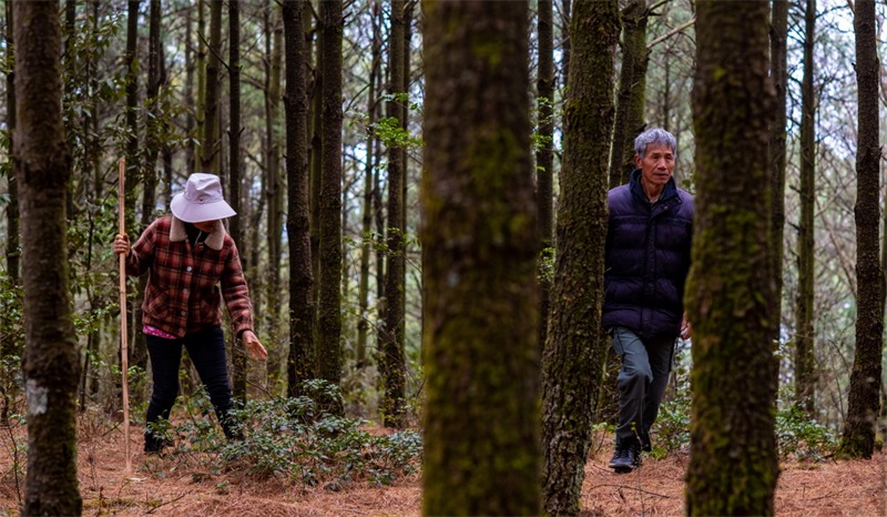 Yunnan : une montagne pour deux générations, plus de quarante ans de ? gardiennage vert ?