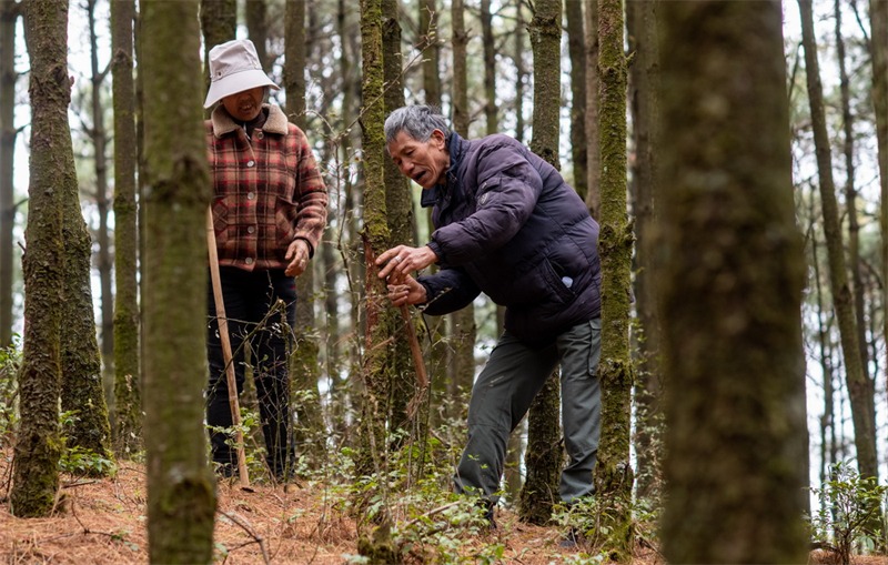 Yunnan : une montagne pour deux générations, plus de quarante ans de ? gardiennage vert ?