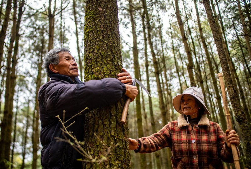 Yunnan : une montagne pour deux générations, plus de quarante ans de ? gardiennage vert ?