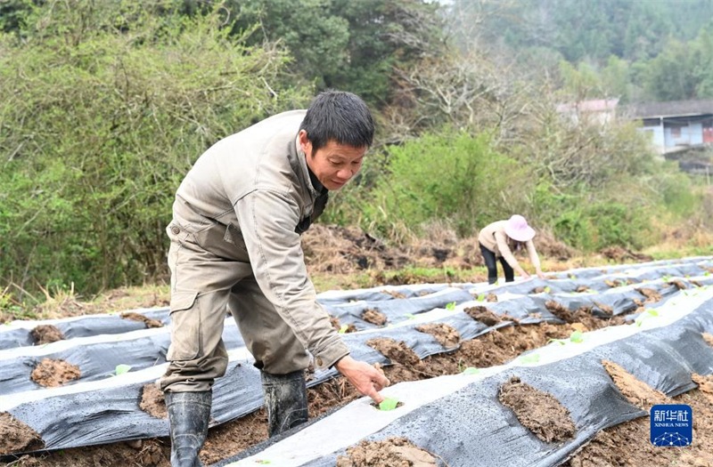 Fujian : un nouveau modèle de gestion des terres abandonnées activement exploré à Zhaili