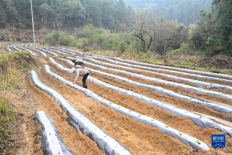 Fujian : un nouveau modèle de gestion des terres abandonnées activement exploré à Zhaili