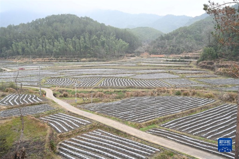 Fujian : un nouveau modèle de gestion des terres abandonnées activement exploré à Zhaili