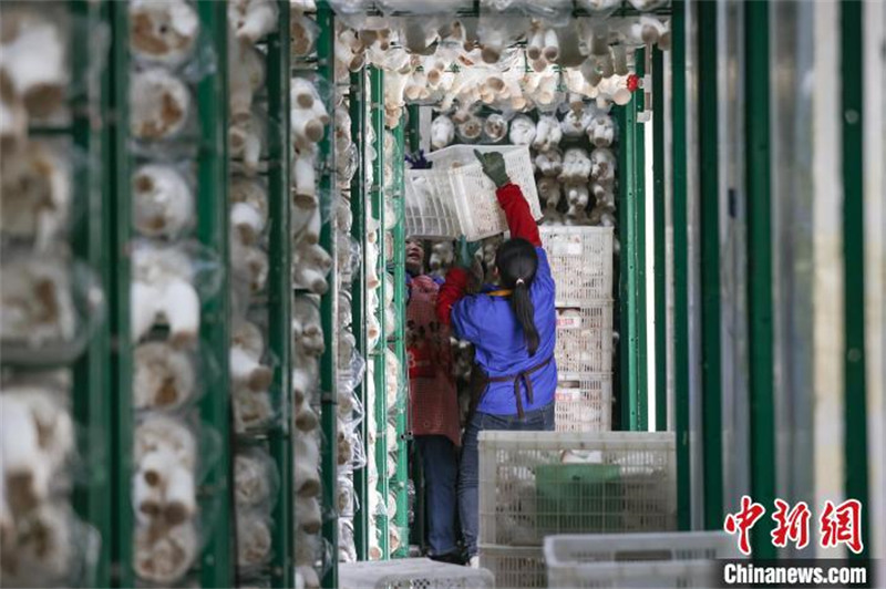 Guizhou : l'industrie des champignons comestibles de Daozhen favorise l'emploi et augmente les revenus