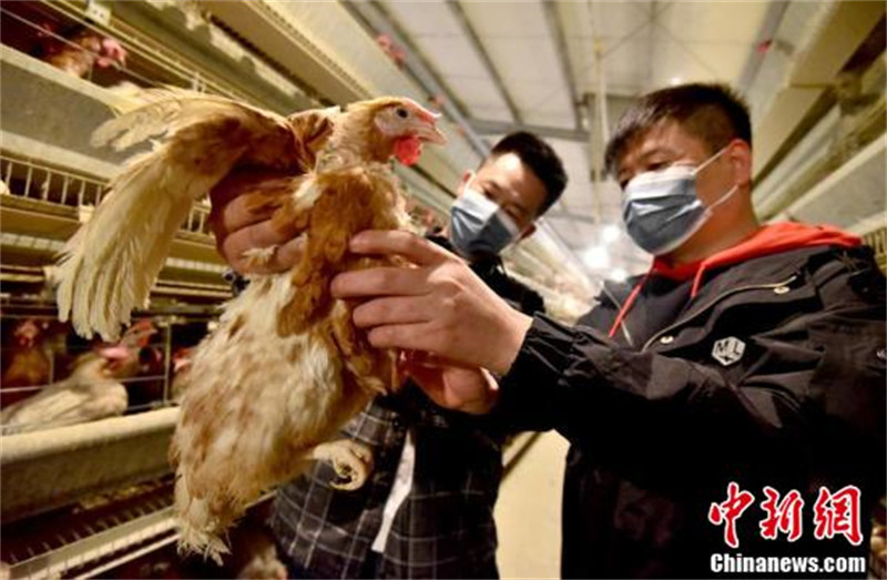 Hebei : la ? ville natale des poules pondeuses en bois de Chine ? à Guantao