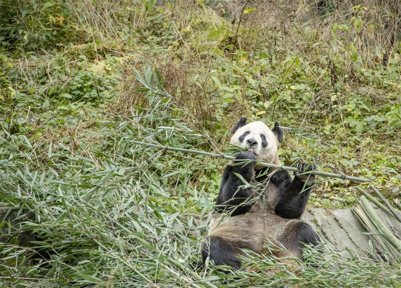 Venez découvrir le ? panda géant vedette ? Huahua