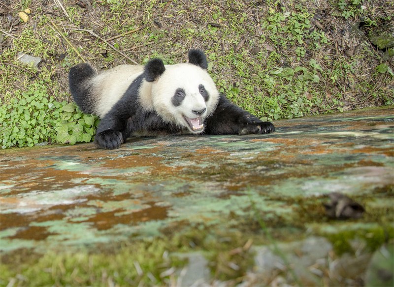 Venez découvrir le ? panda géant vedette ? Huahua