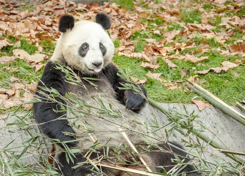 Venez découvrir le ? panda géant vedette ? Huahua