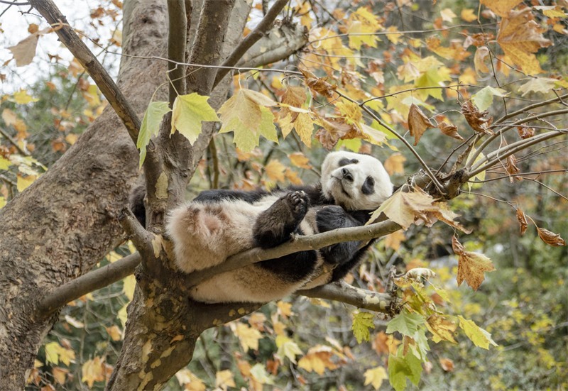 Venez découvrir le ? panda géant vedette ? Huahua