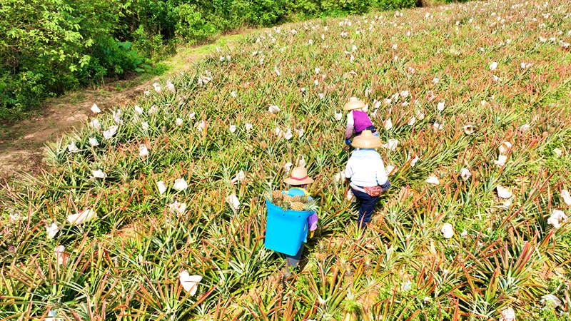 Hainan : le rendement de l'ananas mangue a dépassé 2 000 kg par mu