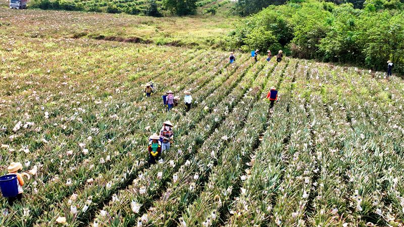 Hainan : le rendement de l'ananas mangue a dépassé 2 000 kg par mu