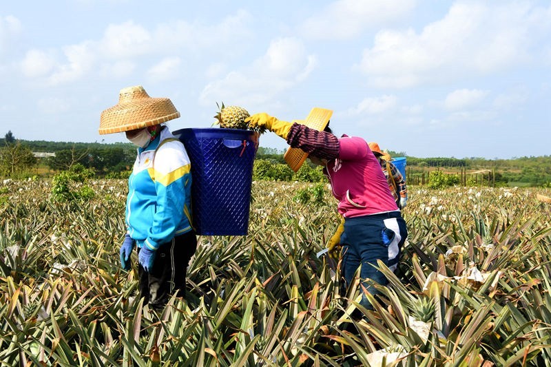 Hainan : le rendement de l'ananas mangue a dépassé 2 000 kg par mu