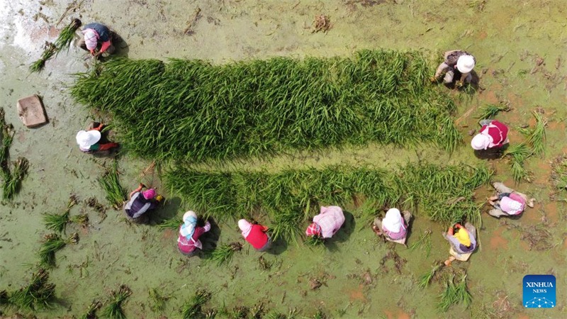 L'équinoxe de printemps est là, les villageois de toute la Chine s'affairent aux travaux agricoles