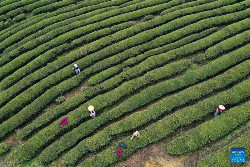 L'équinoxe de printemps est là, les villageois de toute la Chine s'affairent aux travaux agricoles