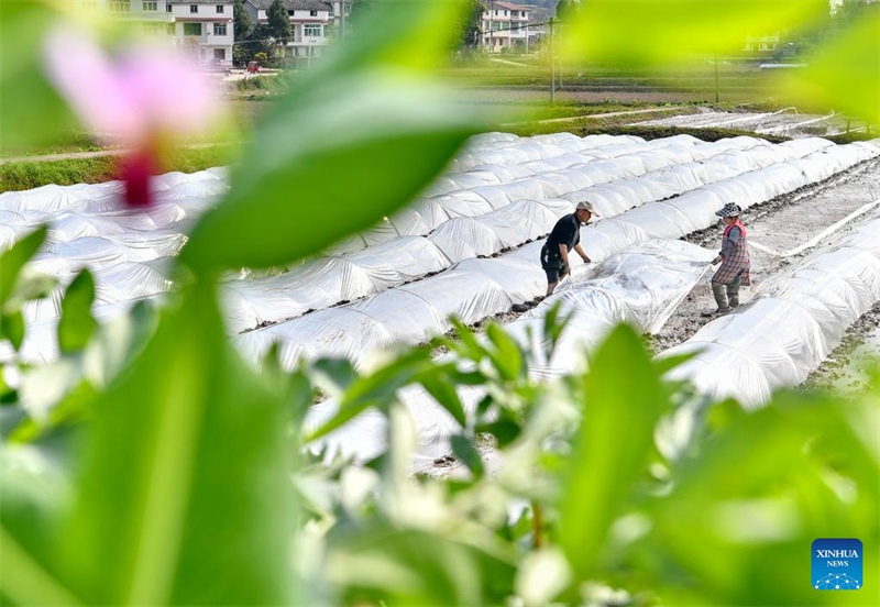 L'équinoxe de printemps est là, les villageois de toute la Chine s'affairent aux travaux agricoles